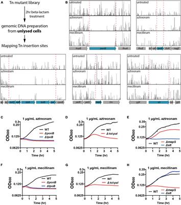 The Tol-Pal System Plays an Important Role in Maintaining Cell Integrity During Elongation in Escherichia coli